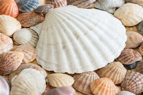 conchas de mar|conchas de mar para comer.